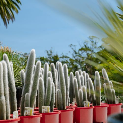Cleistocactus Strausii | Plants