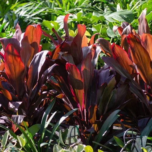 Cordyline Fruticosa Rubra | Plants