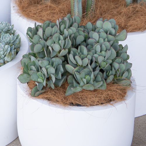 Crassula Bluebird | Plants