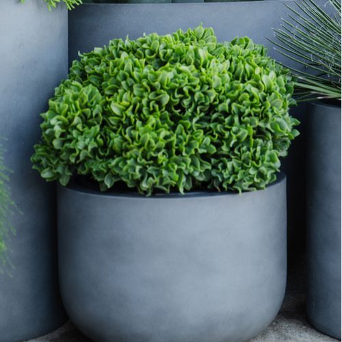 Crassula Max Cook | Plants