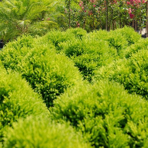 Cryptomeria Japonica Globosa Nana | Plants