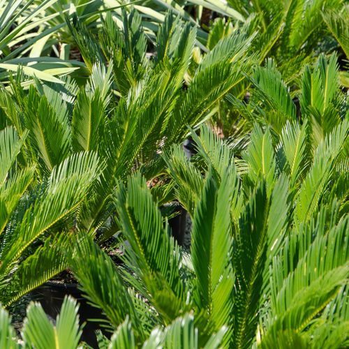 Cycas Revoluta | Plants