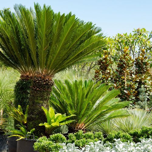 Cycas Revoluta | Plants