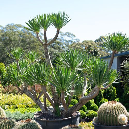 Dracaena Cochinchinensis | Plants