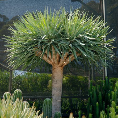 Dracaena Draco | Plants