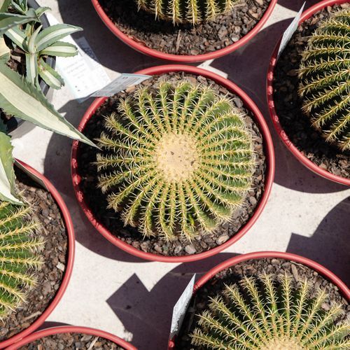 Echinocactus Grusonii var. Brevispinus | Plants