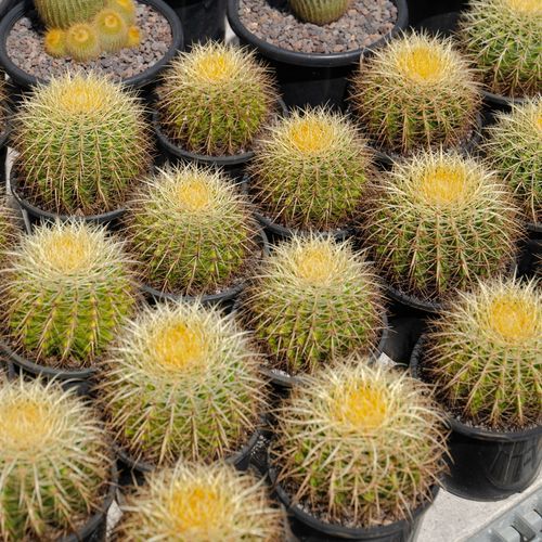Echinocactus Grusonii | Plants