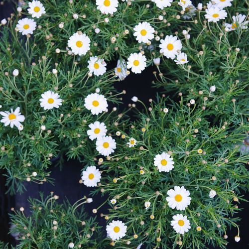 Erigeron Karvinskianus | Plants