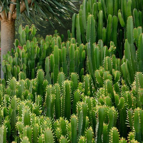 Euphorbia Cowboy | Plants