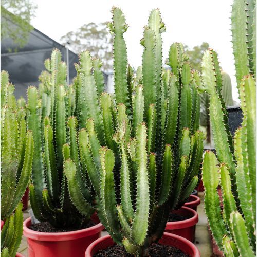 Euphorbia Cowboy | Plants