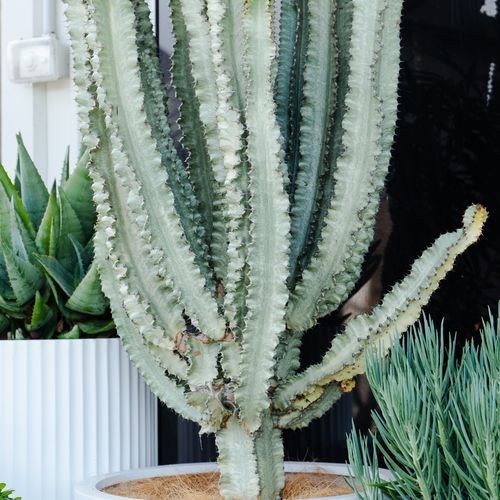 Euphorbia Ammak | Plants
