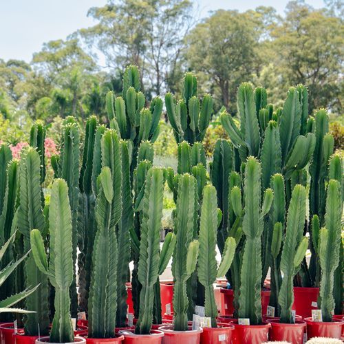 Euphorbia Ingens | Plants