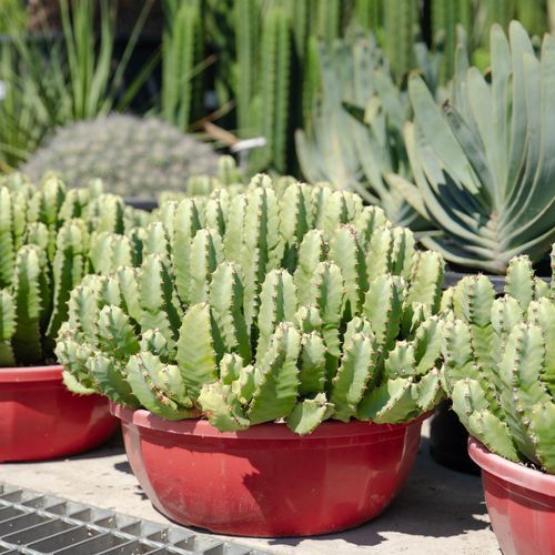 Euphorbia Resinifera | Plants