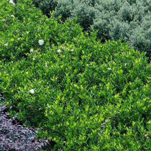 Gardenia Augusta Florida | Plants