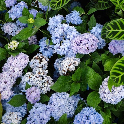 Hydrangea Macrophylla | Plants