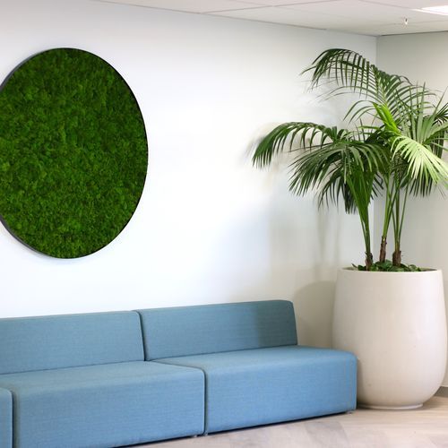Reindeer Moss Panels | Hire Plants