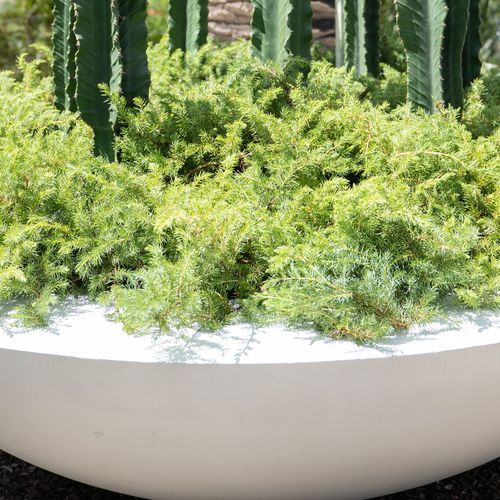 Juniperus Conferta | Plants