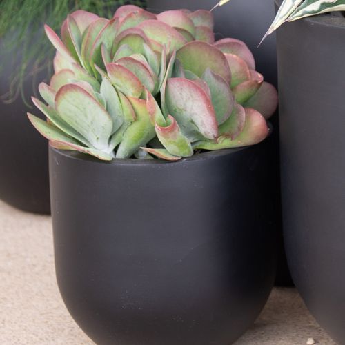 Kalanchoe Flapjack | Plants