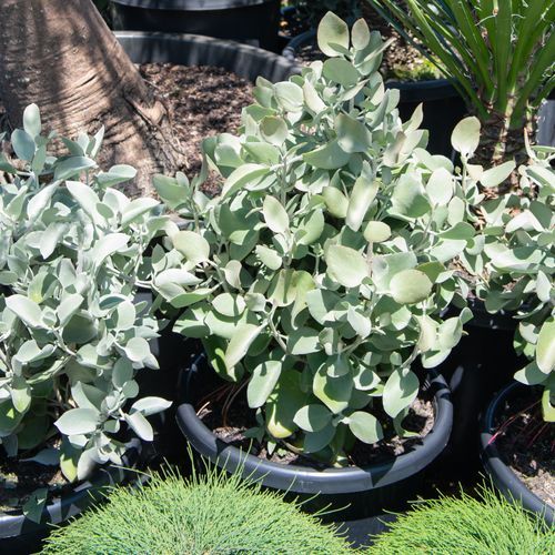 Kalanchoe Silver Spoons | Plants