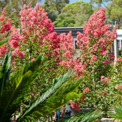 Lagerstroemia Indica x Fauriei Tuscarora | Plants