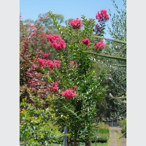 Lagerstroemia Indica x Fauriei Tuscarora | Plants
