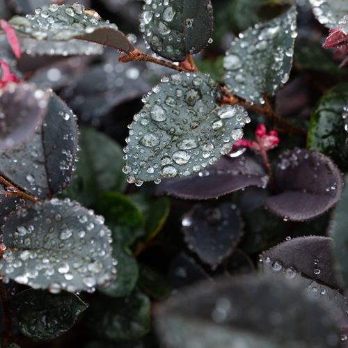 Loropetalum Chinense Plum Gorgeous | Plants