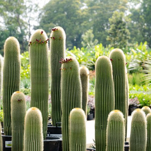 Neobuxbaumia Polylopha | Plants