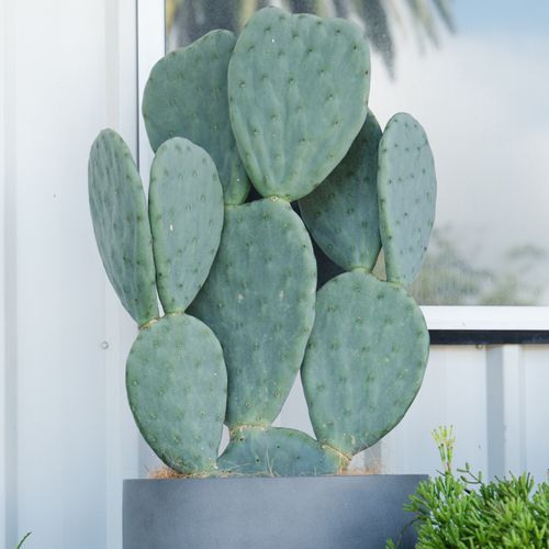 Opuntia Burbank Spineless | Plants