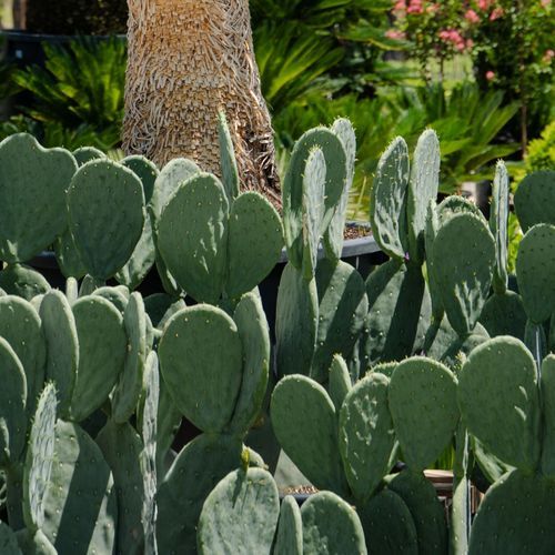 Opuntia Burbank Spineless | Plants