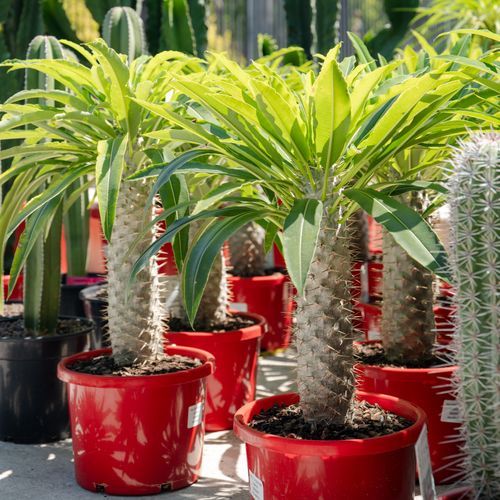 Pachypodium Lamerei | Plants