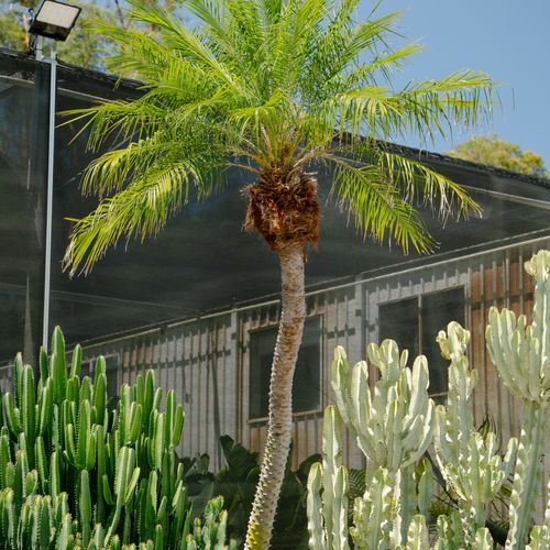 Phoenix Roebelenii | Plants