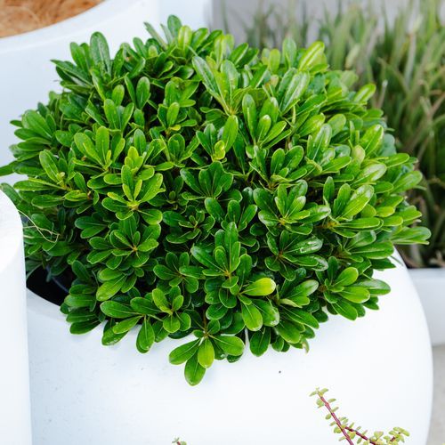 Pittosporum Tobira Miss Muffet | Plants