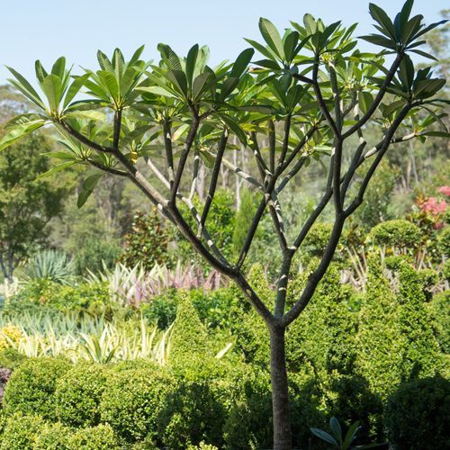Plumeria Acutifolia | Plants