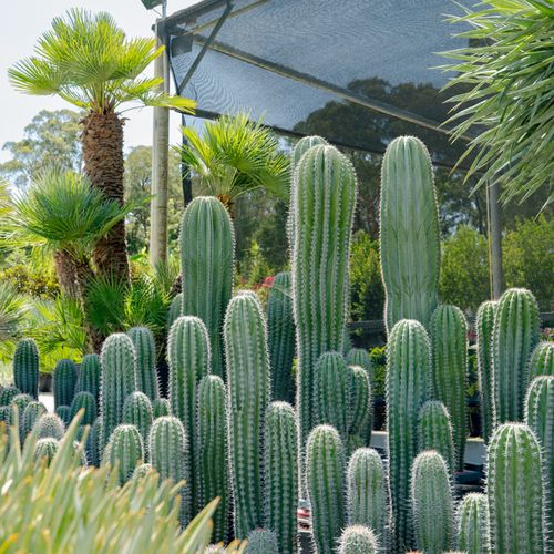 Pachycereus Pringlei | Plants