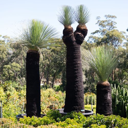 Xanthorrhoea Glauca | Plants
