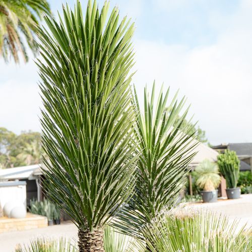 Yucca Filifera | Plants