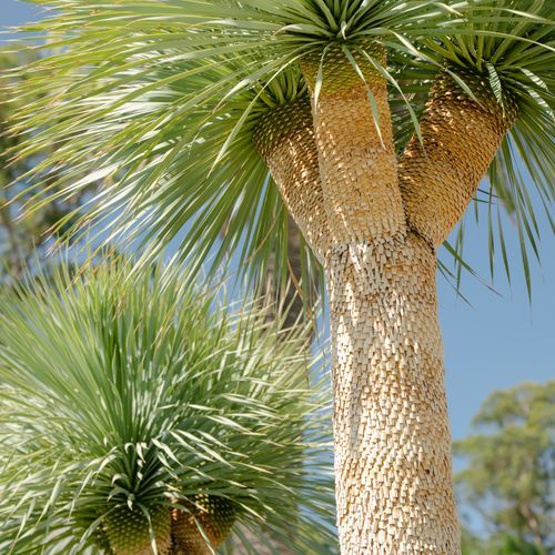 Yucca Rostrata | Plants