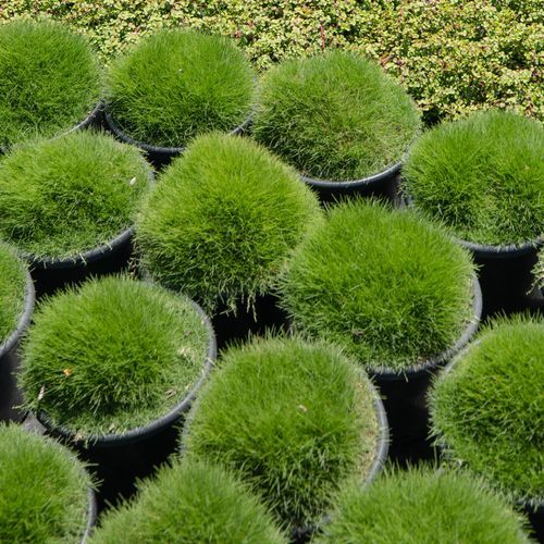 Zoysia Tenuifolia | Plants