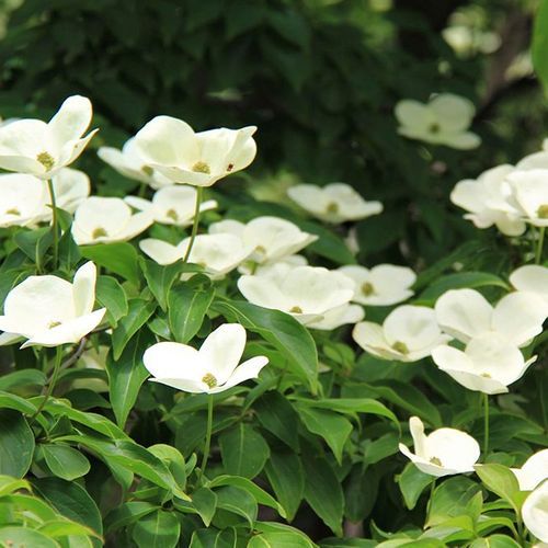 Cornus greenvale | Dogwood