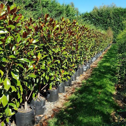 Magnolia grandiflora 'Kay Parris' | Evergreen Magnolia
