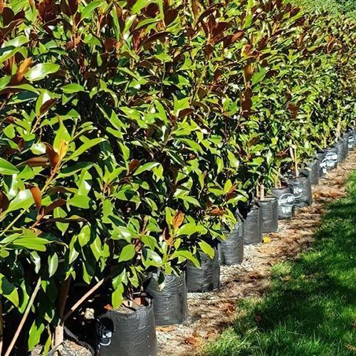 Magnolia grandiflora 'Kay Parris' | Evergreen Magnolia