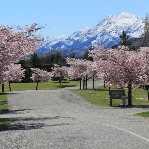 Prunus 'Accolade' | Pink Flowering Cherry