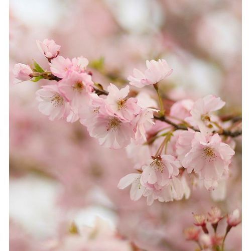 Prunus 'Accolade' | Pink Flowering Cherry