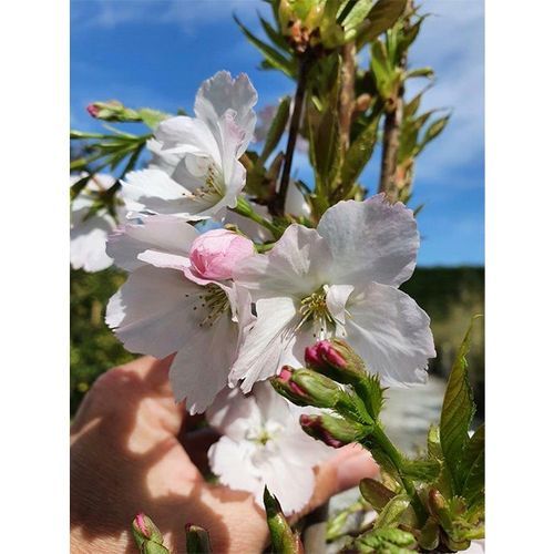 Prunus serrulata 'Amanogawa' | Narrow Flowering Cherry