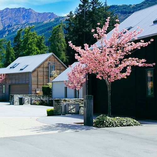 Prunus serrulata 'Kanzan' | Pink Flowering Cherry