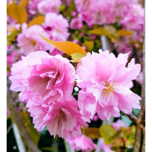 Prunus serrulata 'Kanzan' | Pink Flowering Cherry
