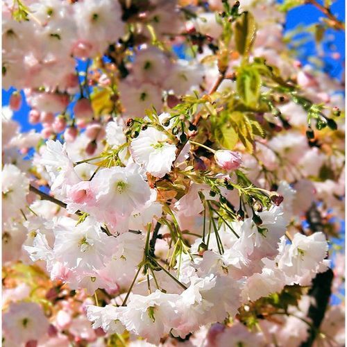 Prunus serrulata 'Shimidsu Sakura' | Moonlight Cherry