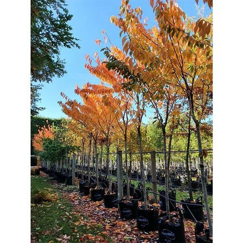 Prunus serrulata 'Tai Haku' | Great White Cherry