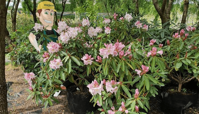 Rhododendron var.