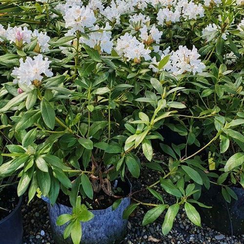 Rhododendron var.